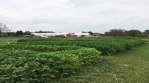 La vitrine de légumineuses à Innov-Agri à Ondes (Haute-Garonne), salon en pleins préparatifs pour sa nouvelle édition des 4 et 5 septembre.